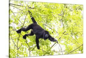 Belize, Central America. Howler Monkey. Their howling can travel up to 5 km-Tom Norring-Stretched Canvas