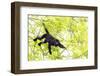 Belize, Central America. Howler Monkey. Their howling can travel up to 5 km-Tom Norring-Framed Photographic Print