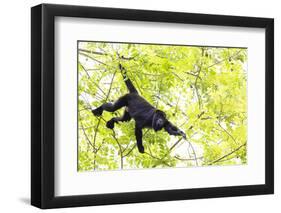 Belize, Central America. Howler Monkey. Their howling can travel up to 5 km-Tom Norring-Framed Photographic Print