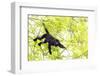 Belize, Central America. Howler Monkey. Their howling can travel up to 5 km-Tom Norring-Framed Photographic Print