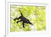 Belize, Central America. Howler Monkey. Their howling can travel up to 5 km-Tom Norring-Framed Photographic Print