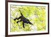 Belize, Central America. Howler Monkey. Their howling can travel up to 5 km-Tom Norring-Framed Photographic Print