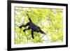 Belize, Central America. Howler Monkey. Their howling can travel up to 5 km-Tom Norring-Framed Photographic Print