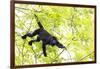 Belize, Central America. Howler Monkey. Their howling can travel up to 5 km-Tom Norring-Framed Photographic Print