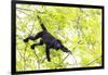 Belize, Central America. Howler Monkey. Their howling can travel up to 5 km-Tom Norring-Framed Photographic Print