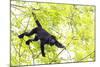 Belize, Central America. Howler Monkey. Their howling can travel up to 5 km-Tom Norring-Mounted Photographic Print