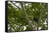 Belize, Central America. Keel-billed toucan.-Tom Norring-Framed Stretched Canvas