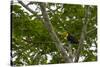 Belize, Central America. Keel-billed toucan.-Tom Norring-Stretched Canvas