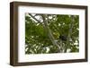 Belize, Central America. Keel-billed toucan.-Tom Norring-Framed Photographic Print