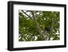 Belize, Central America. Keel-billed toucan.-Tom Norring-Framed Photographic Print