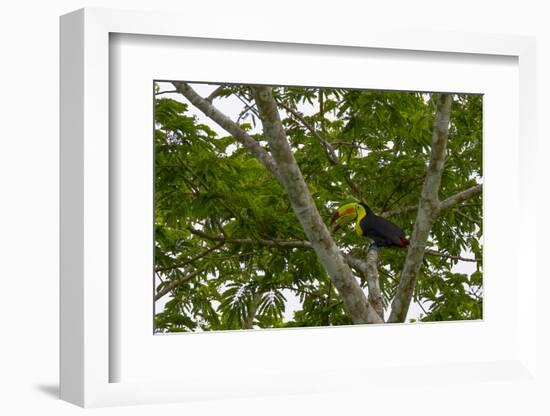 Belize, Central America. Keel-billed toucan.-Tom Norring-Framed Photographic Print