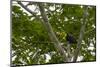 Belize, Central America. Keel-billed toucan.-Tom Norring-Mounted Photographic Print