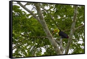 Belize, Central America. Keel-billed toucan.-Tom Norring-Framed Stretched Canvas