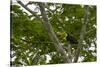 Belize, Central America. Keel-billed toucan.-Tom Norring-Stretched Canvas