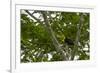 Belize, Central America. Keel-billed toucan.-Tom Norring-Framed Photographic Print