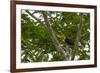 Belize, Central America. Keel-billed toucan.-Tom Norring-Framed Photographic Print