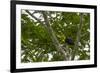 Belize, Central America. Keel-billed toucan.-Tom Norring-Framed Photographic Print