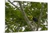 Belize, Central America. Keel-billed toucan.-Tom Norring-Mounted Photographic Print