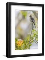 Belize, Central America. Morelet's Seedeater.-Tom Norring-Framed Photographic Print