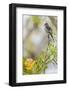 Belize, Central America. Morelet's Seedeater.-Tom Norring-Framed Photographic Print