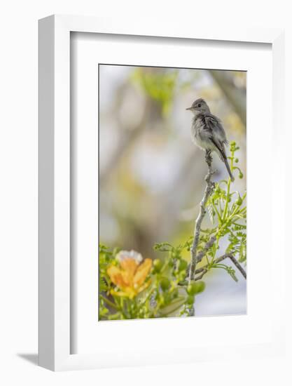 Belize, Central America. Morelet's Seedeater.-Tom Norring-Framed Photographic Print