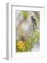 Belize, Central America. Morelet's Seedeater.-Tom Norring-Framed Photographic Print