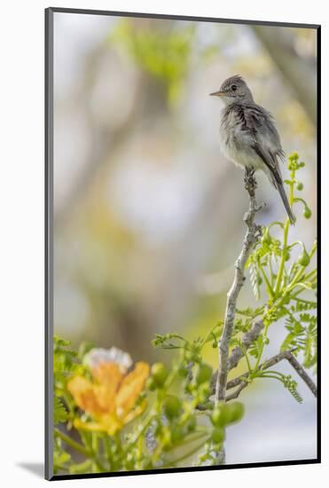 Belize, Central America. Morelet's Seedeater.-Tom Norring-Mounted Photographic Print