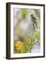 Belize, Central America. Morelet's Seedeater.-Tom Norring-Framed Photographic Print