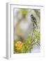 Belize, Central America. Morelet's Seedeater.-Tom Norring-Framed Photographic Print