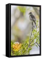 Belize, Central America. Morelet's Seedeater.-Tom Norring-Framed Stretched Canvas