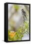 Belize, Central America. Morelet's Seedeater.-Tom Norring-Framed Stretched Canvas