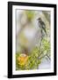 Belize, Central America. Morelet's Seedeater.-Tom Norring-Framed Photographic Print