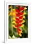 Belize, Central America. Orange and red parrots beak flower.-Tom Norring-Framed Photographic Print