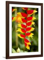 Belize, Central America. Orange and red parrots beak flower.-Tom Norring-Framed Photographic Print