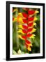 Belize, Central America. Orange and red parrots beak flower.-Tom Norring-Framed Photographic Print