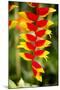 Belize, Central America. Orange and red parrots beak flower.-Tom Norring-Mounted Photographic Print