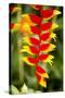 Belize, Central America. Orange and red parrots beak flower.-Tom Norring-Stretched Canvas