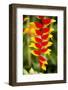 Belize, Central America. Orange and red parrots beak flower.-Tom Norring-Framed Photographic Print