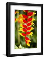 Belize, Central America. Orange and red parrots beak flower.-Tom Norring-Framed Photographic Print