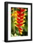 Belize, Central America. Orange and red parrots beak flower.-Tom Norring-Framed Photographic Print