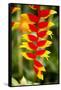 Belize, Central America. Orange and red parrots beak flower.-Tom Norring-Framed Stretched Canvas