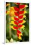 Belize, Central America. Orange and red parrots beak flower.-Tom Norring-Framed Photographic Print