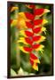 Belize, Central America. Orange and red parrots beak flower.-Tom Norring-Framed Photographic Print