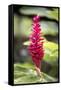 Belize, Central America. Red torch ginger flower.-Tom Norring-Framed Stretched Canvas