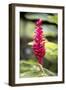 Belize, Central America. Red torch ginger flower.-Tom Norring-Framed Photographic Print