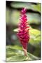 Belize, Central America. Red torch ginger flower.-Tom Norring-Mounted Photographic Print