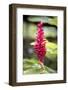 Belize, Central America. Red torch ginger flower.-Tom Norring-Framed Photographic Print