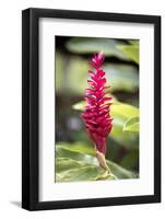 Belize, Central America. Red torch ginger flower.-Tom Norring-Framed Photographic Print