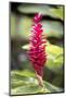 Belize, Central America. Red torch ginger flower.-Tom Norring-Mounted Photographic Print