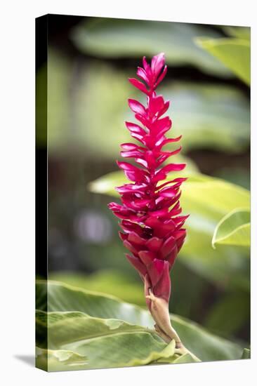 Belize, Central America. Red torch ginger flower.-Tom Norring-Stretched Canvas